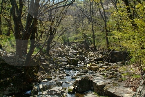 東鶴寺溪谷(동학사계곡)