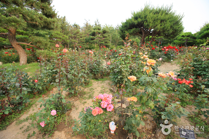 蔚山主題植物樹木園(울산테마식물수목원)