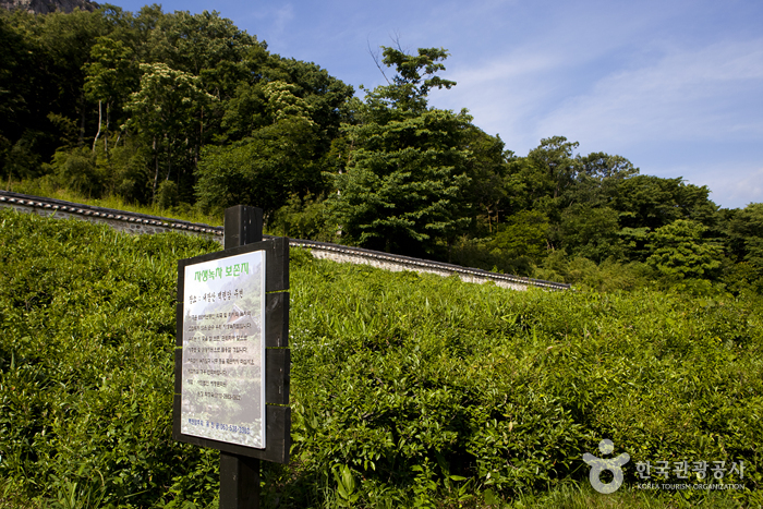 Nationalpark Naejangsan (내장산국립공원)