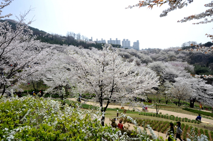 안산자락길 벚꽃음악회 20191