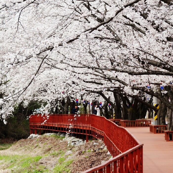 에덴벚꽃길 벚꽃축제5