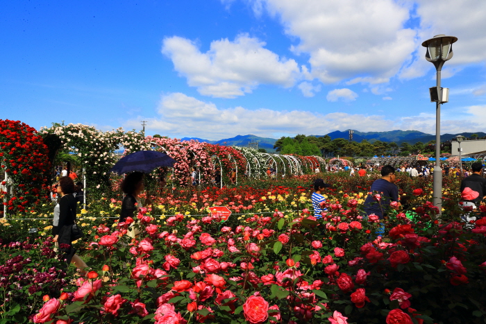 Gokseong International Rose Festival (ê³¡ì± ì¸ê³ì¥ë¯¸ì¶ì )