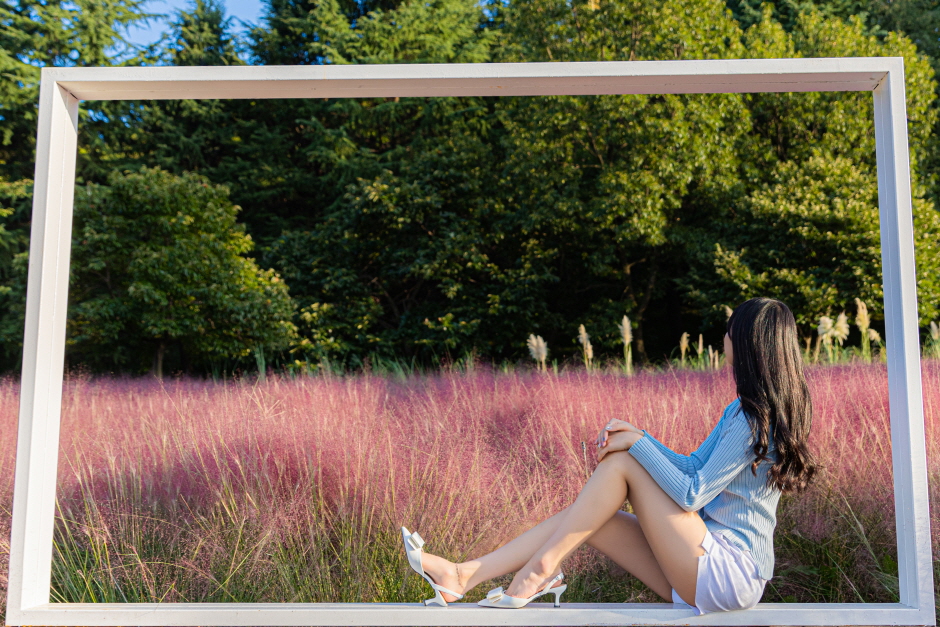 이월드 인생꽃 사진관  :  황화코스모스5