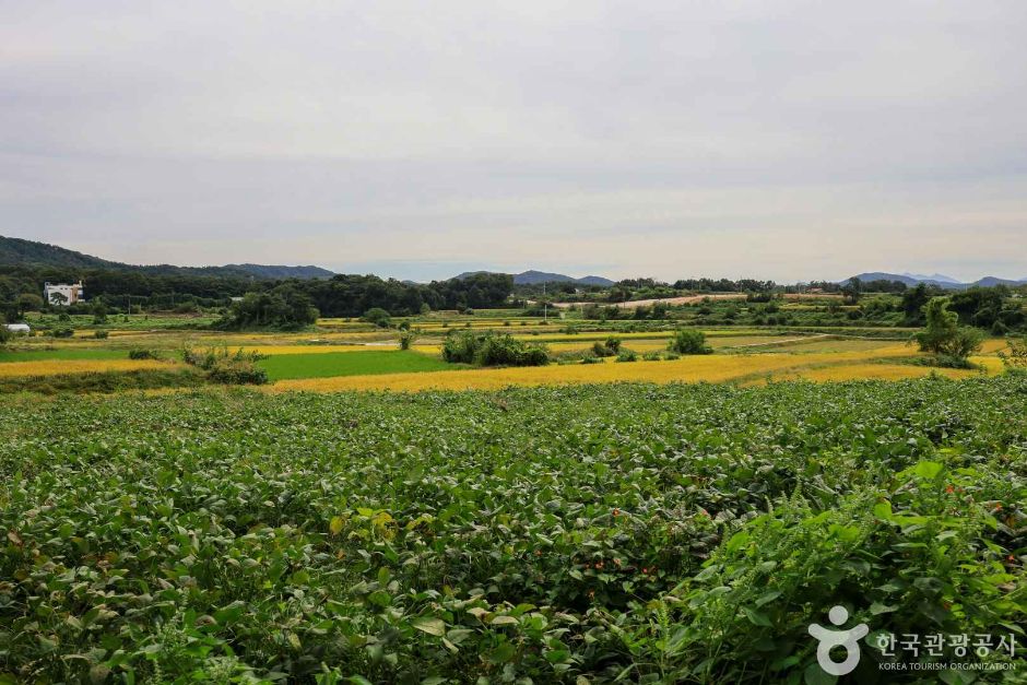 여주 오감도토리마을