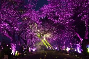 2025 경주 대릉원돌담길 축제 3
