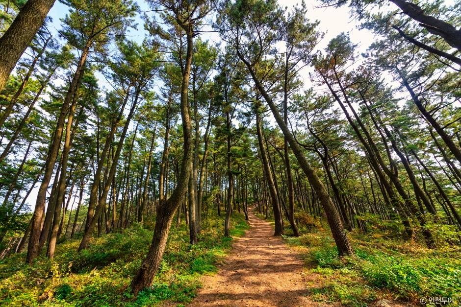 승봉산림욕장
