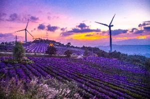 2025 감악산 꽃별 여행 5