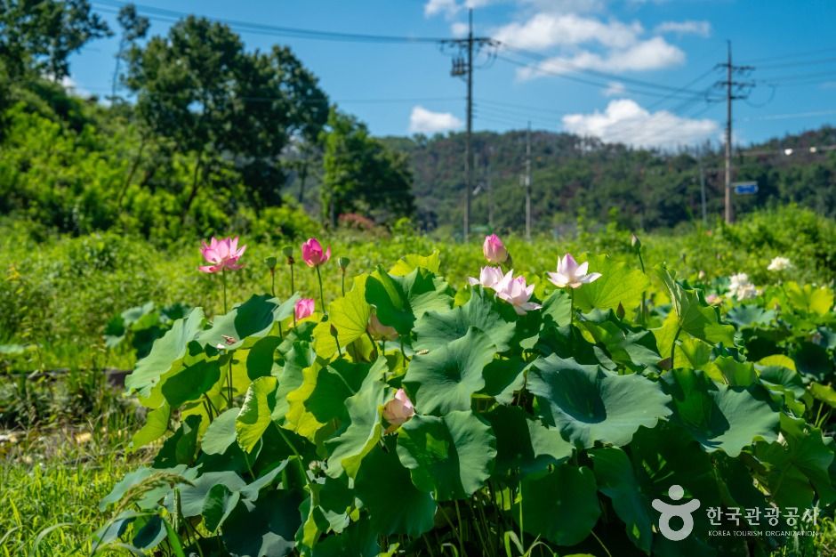 thumbnail-우포가시연꽃마을-5