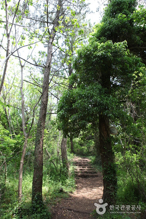 [제주올레 13코스] 용수-저지 올레0