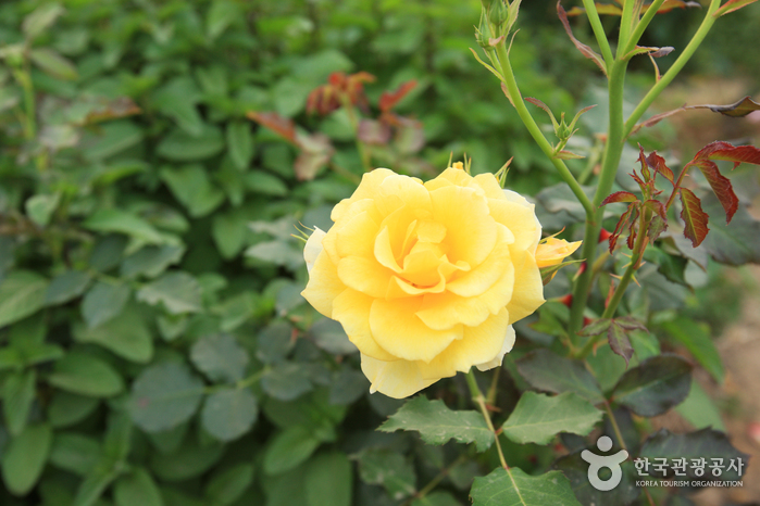 蔚山主題植物樹木園(울산테마식물수목원)