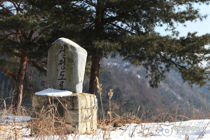 원대리 자작나무 숲 사진23
