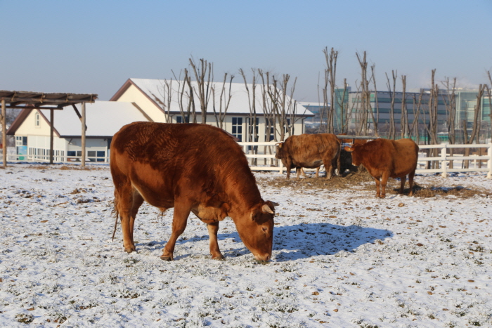 안성팜랜드 초원 눈썰매장 20204