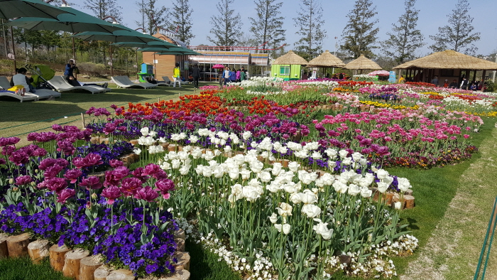 순천만국가정원 봄꽃 향연 20190