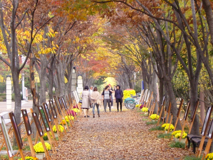 창원단풍거리축전 20191