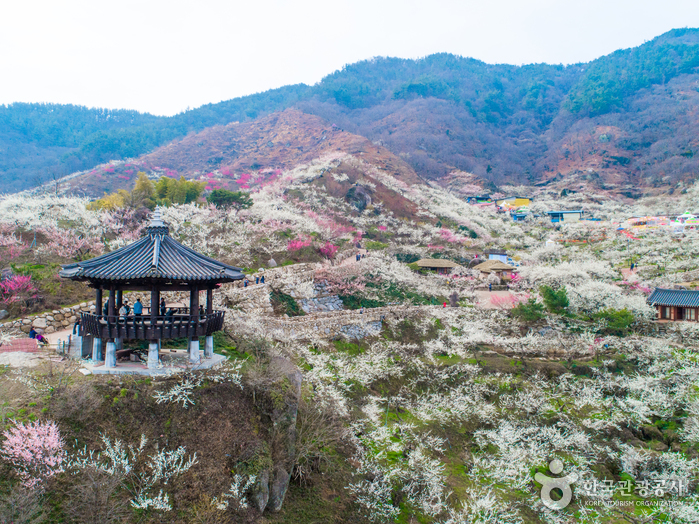 Maehwa-Dorf Gwangyang (광양 매화마을)