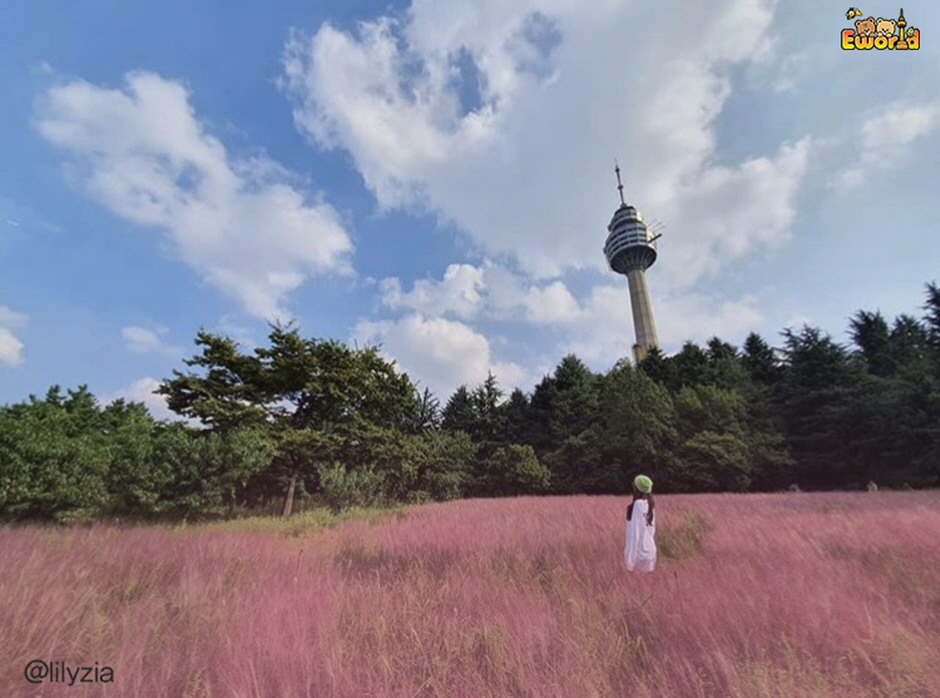 이월드 인생꽃 사진관  :  황화코스모스6