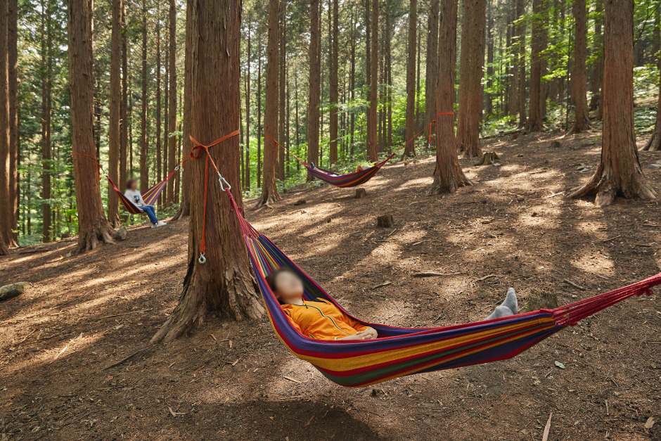 국립 장성숲체원 치유의숲 (장성편백치유의숲)0