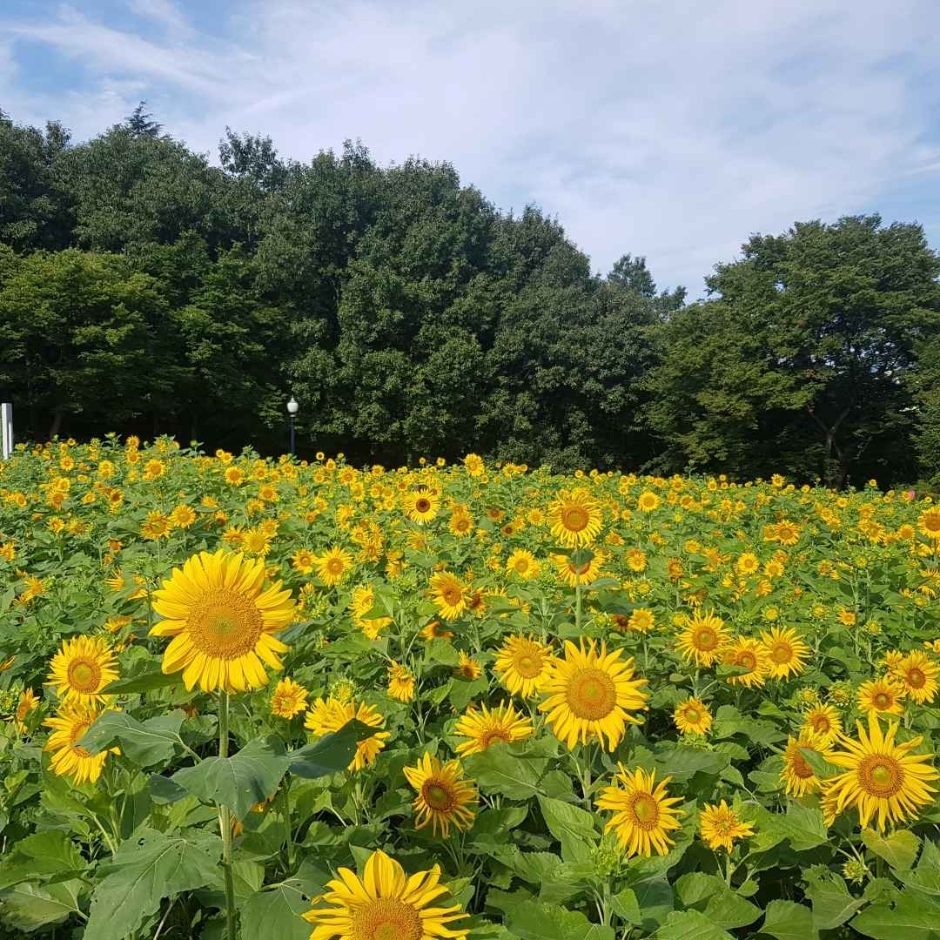 이월드 해바라기 가든