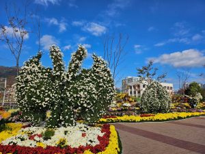 2024 마산가고파국화축제 1