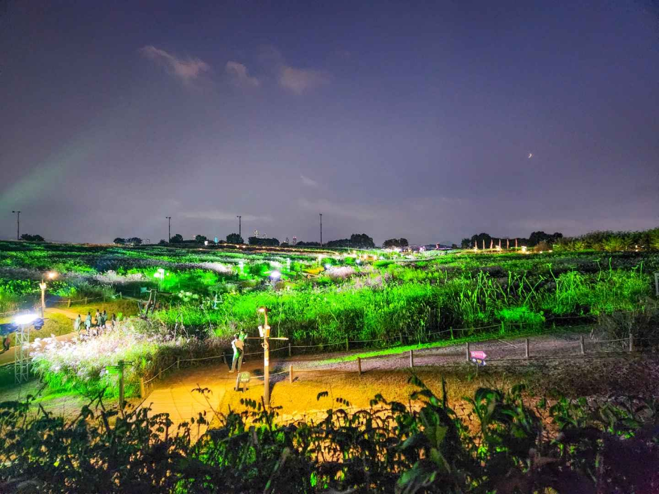 Festival del Eoksae de Seúl (서울억새축제)