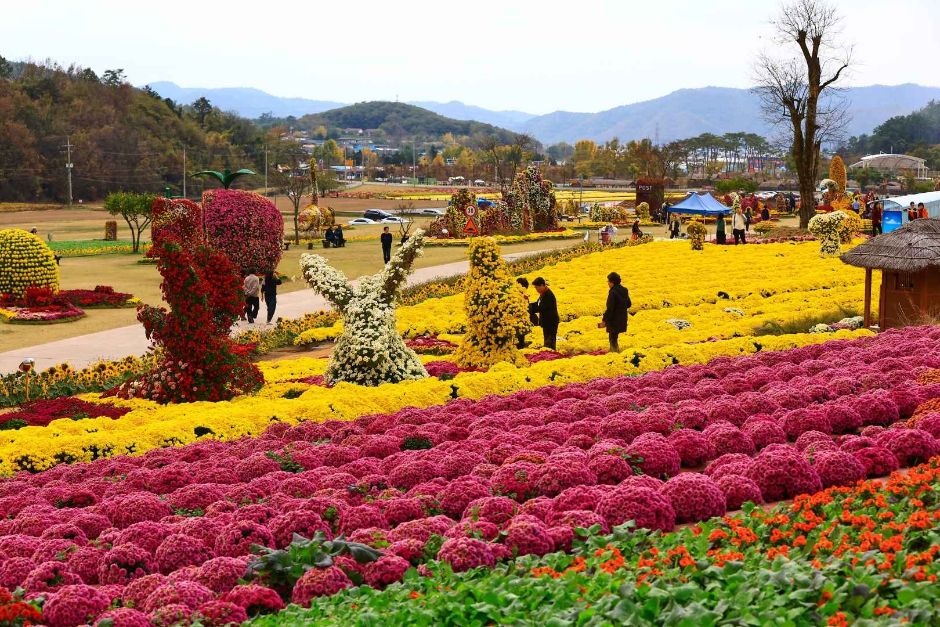 화순 고인돌 가을꽃 축제