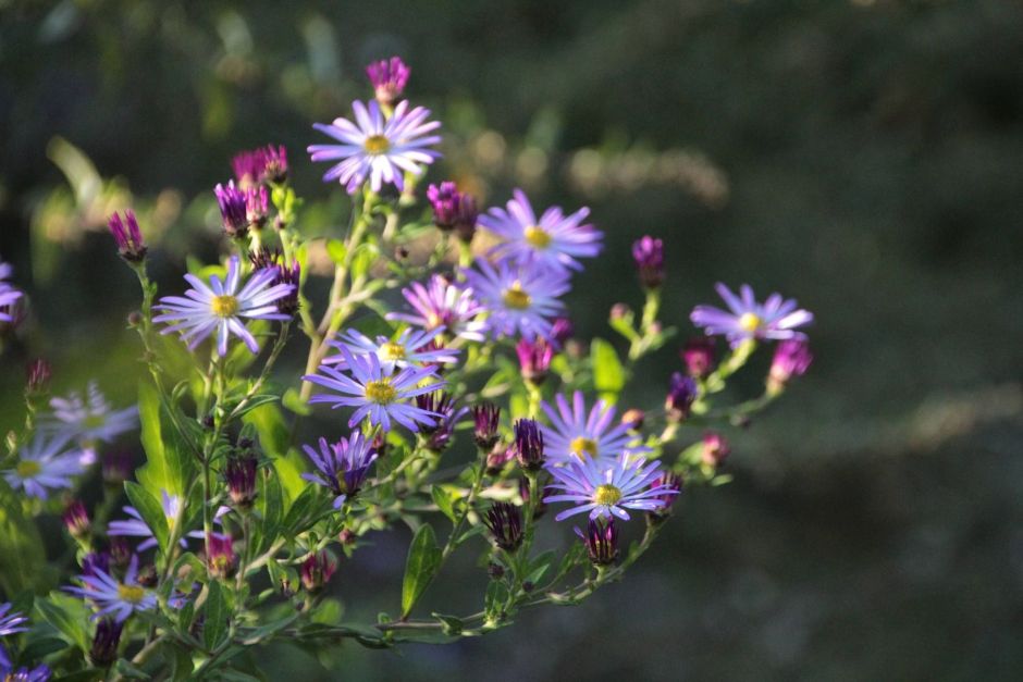 Parque Temático Suizo Edelweiss (에델바이스 스위스 테마파크)