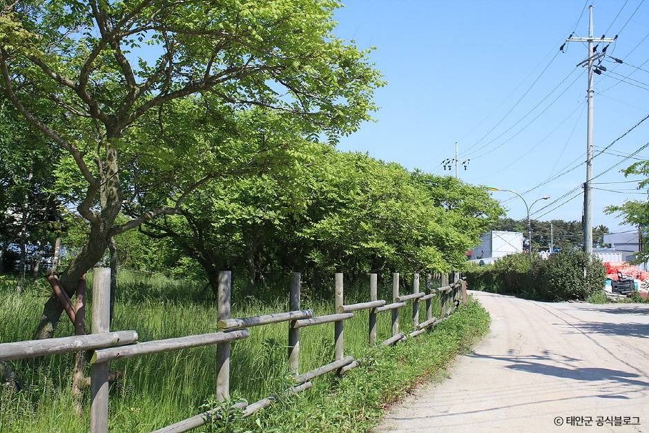 태안 안면도 모감주나무 군락