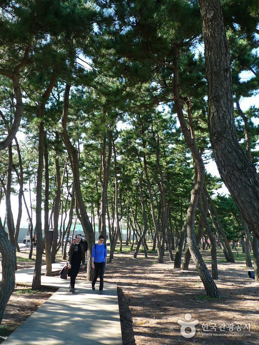 Gyeongpo Beach (경포해변)