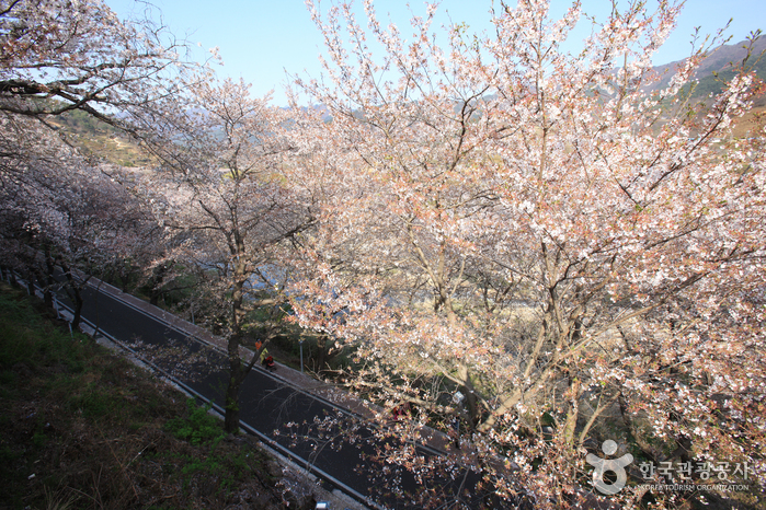 Route des cerisiers en fleurs de dix lis (십리벚꽃길)