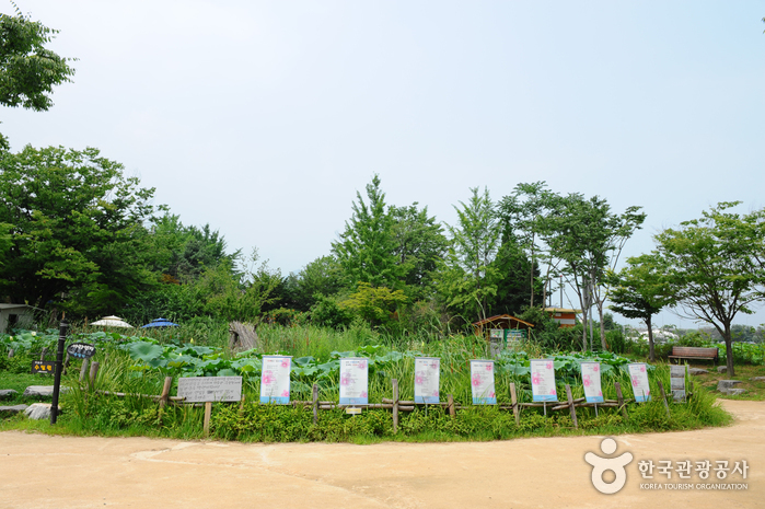 양평 두물머리 사진10
