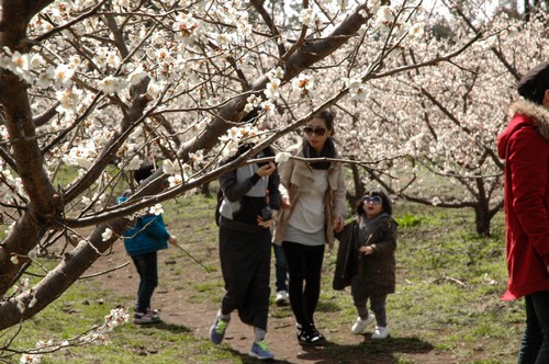 Jeju Hueree Apricot Flower Festival (휴애리 매화축제)