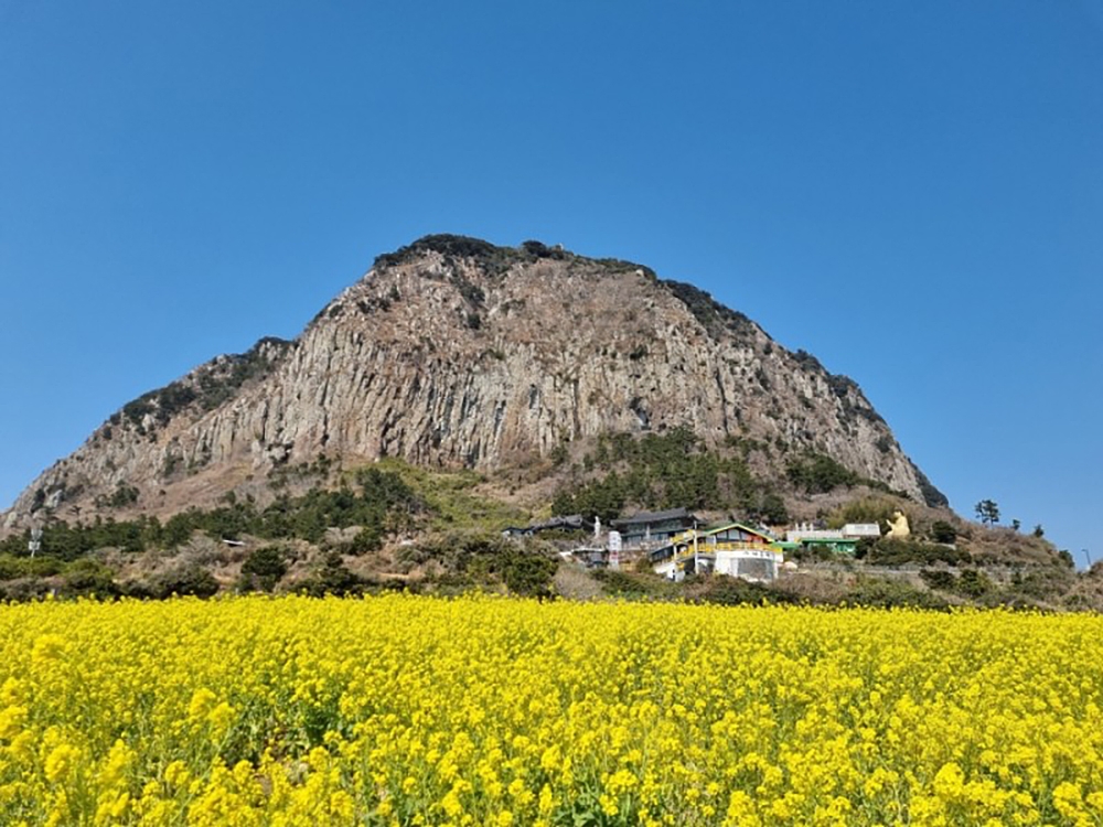 Campo de Flores de Colza del Monte Sanbangsan (산방산유채꽃밭)