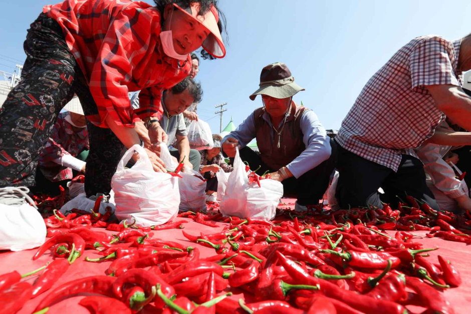 청양고추구기자 문화축제