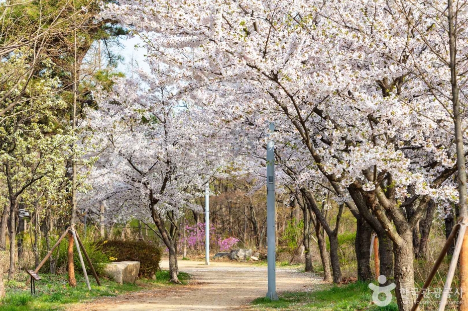 세계평화의숲