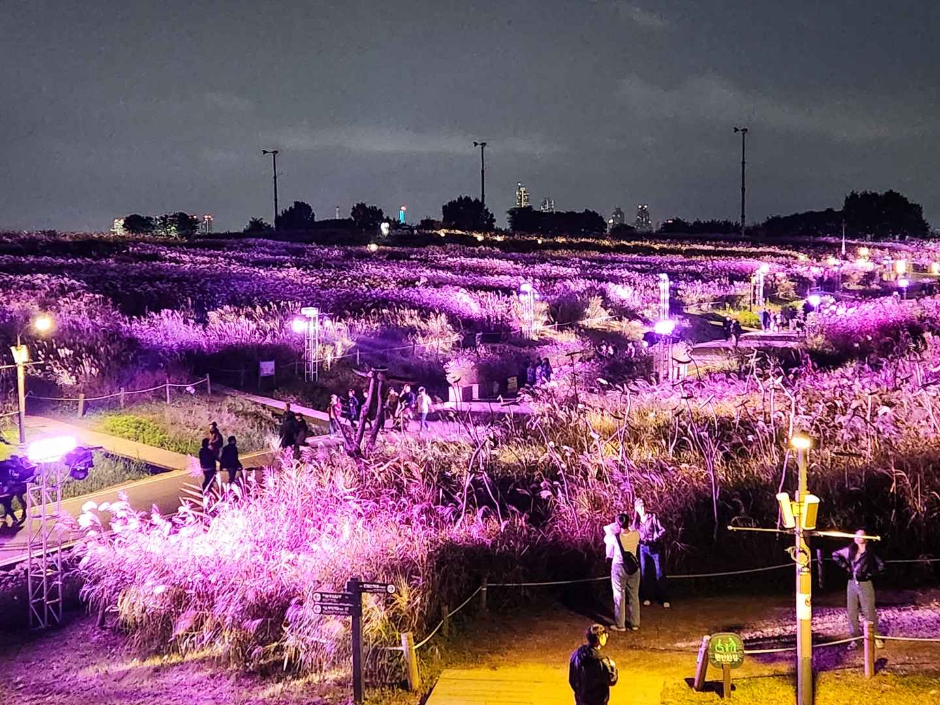 Festival del Eoksae de Seúl (서울억새축제)