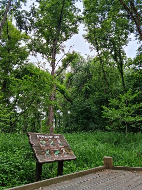 헌인릉 생태경관보전지역(오리나무림)