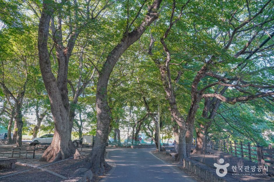 김해_용전숲(용전마을 당산숲) (4)
