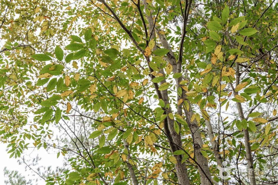 괴산 사담리 망개나무 자생지
