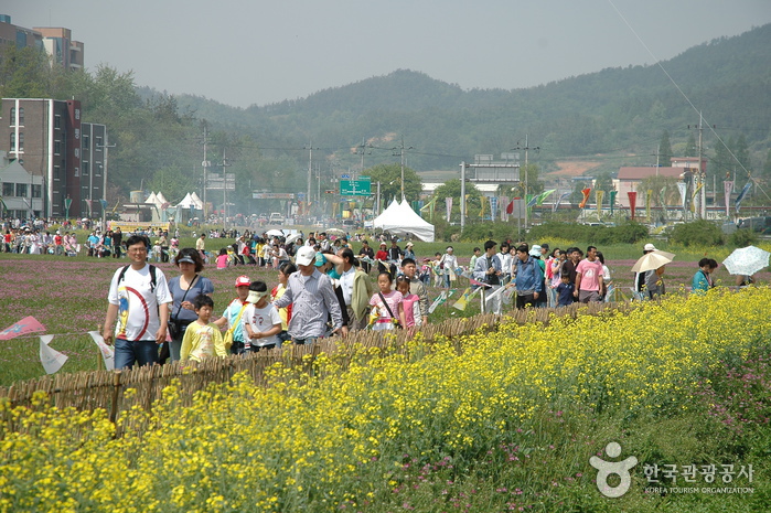 Hampyeong Butterfly Festival (함평 나비대축제) 