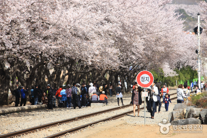 Route des cerisiers de la gare de Gyeonghwa (경화역 벚꽃길)
