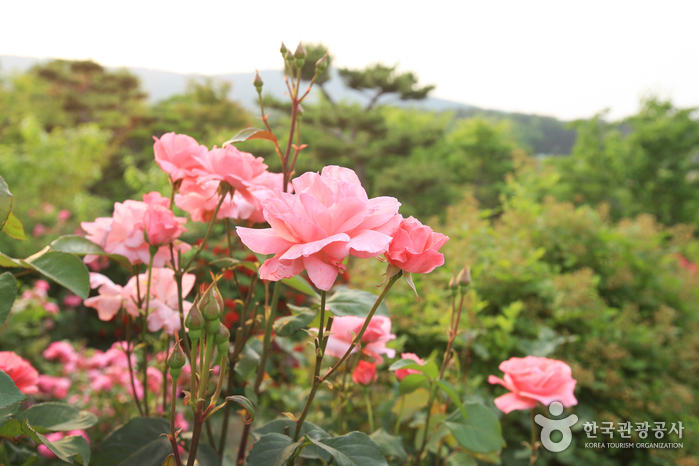 蔚山主題植物樹木園(울산테마식물수목원)8