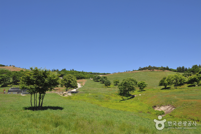 Daegwallyeong Sheep Farm (대관령 양떼목장)