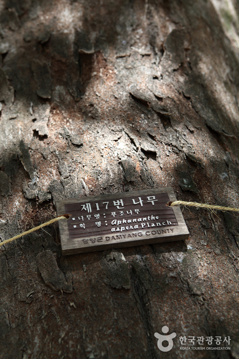 번호가 매겨져 관리되고 있는 관방제림의 나무