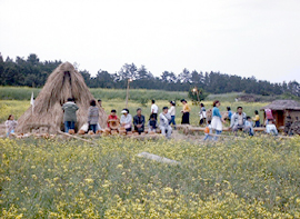 Jeju Canola Flower Festival (제주 유채꽃잔치)