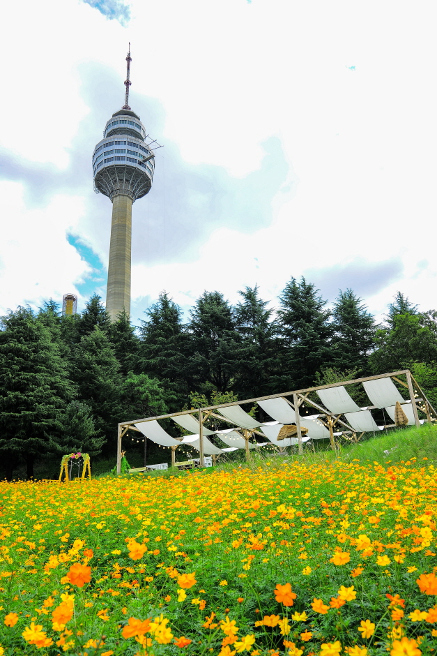 이월드 인생꽃 사진관  :  황화코스모스8