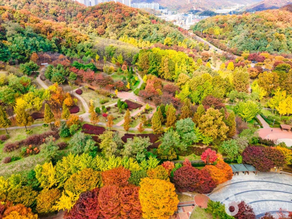 인천_원적산공원 은행나무숲 (24)