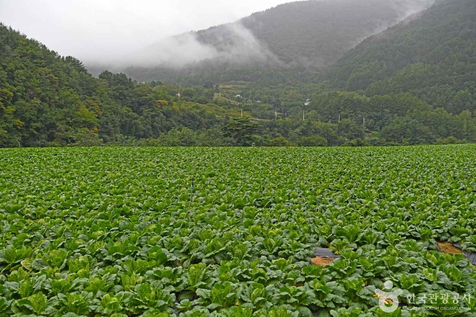 평창_평창 수항리사지 (3)