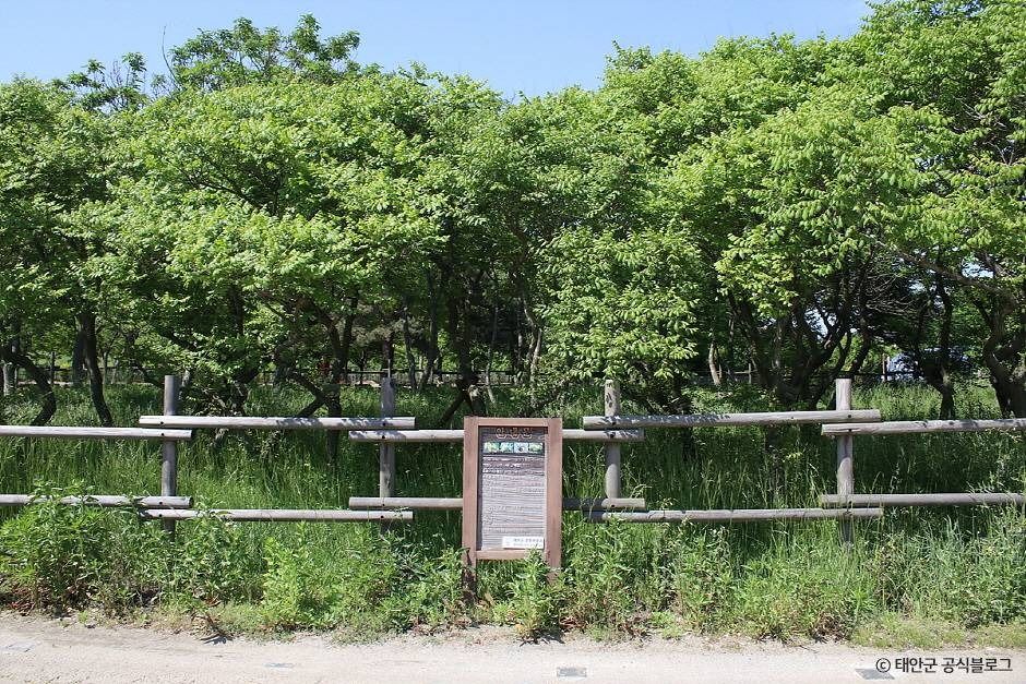 태안 안면도 모감주나무 군락