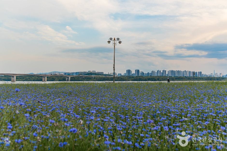 남양주한강공원(삼패지구)