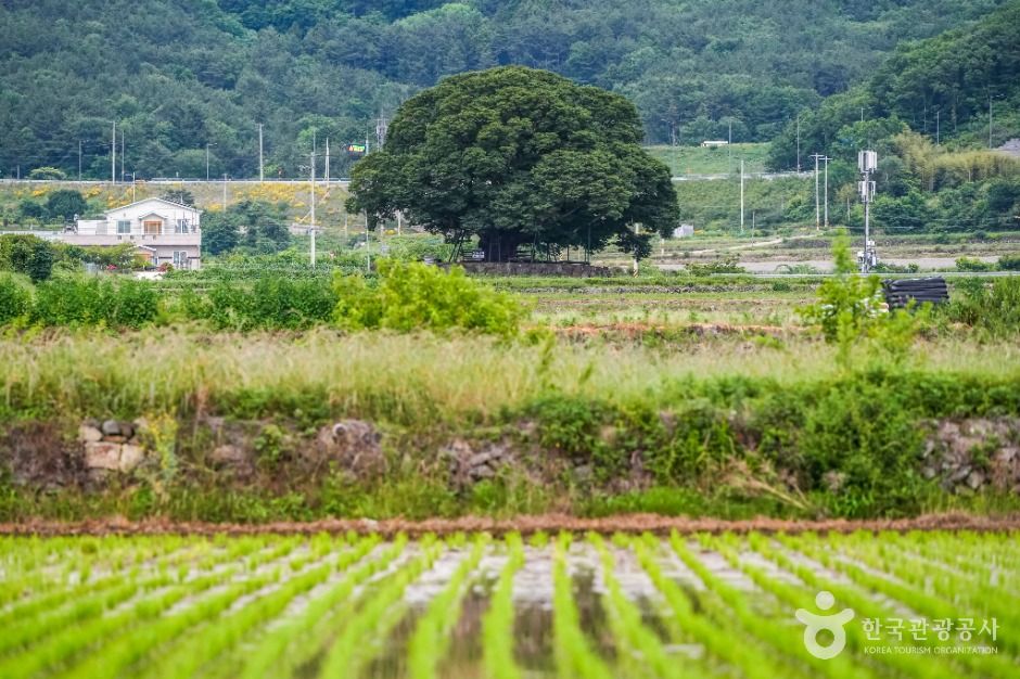 거제 명진리 느티나무
